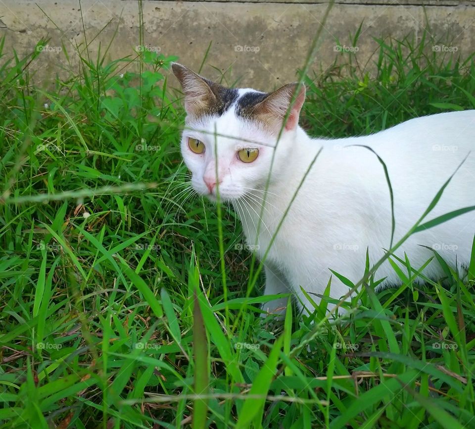 Cat in the grass