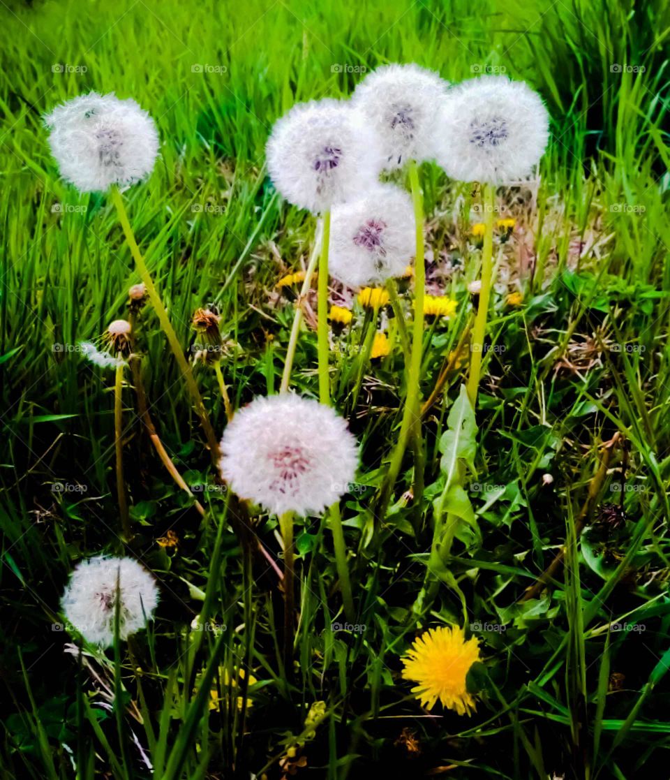 flowers