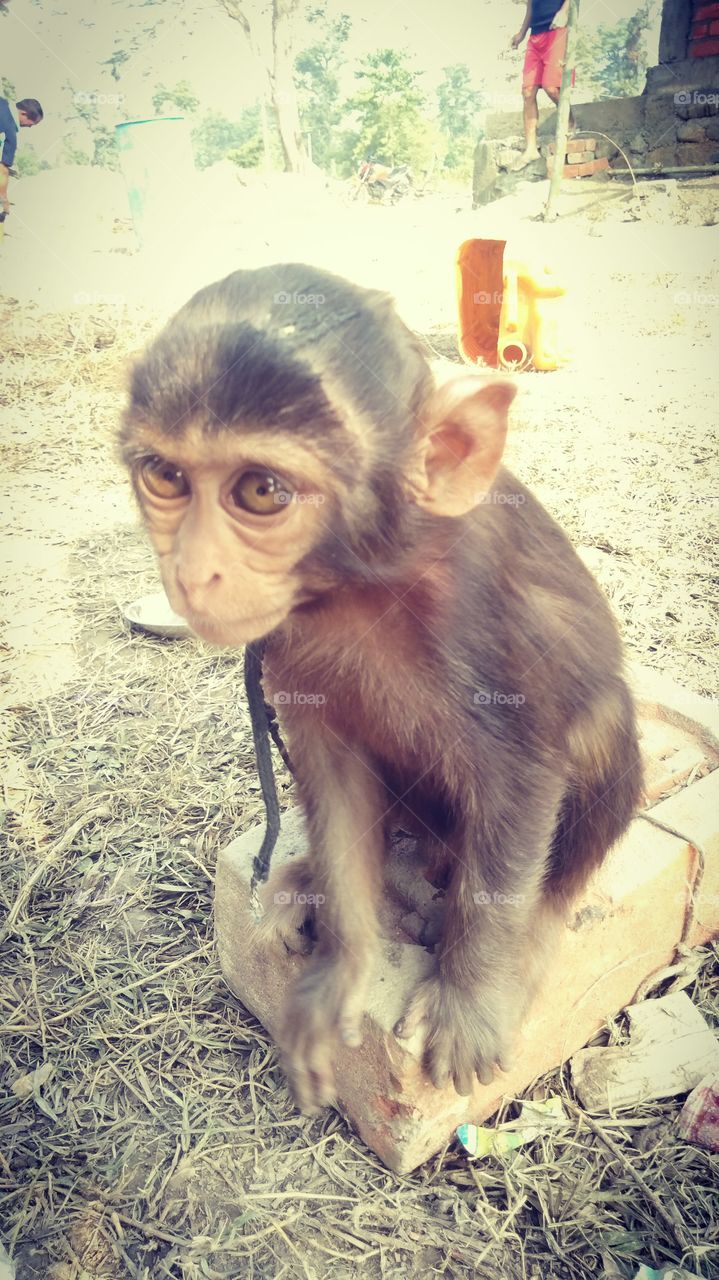 Monkey 🙊