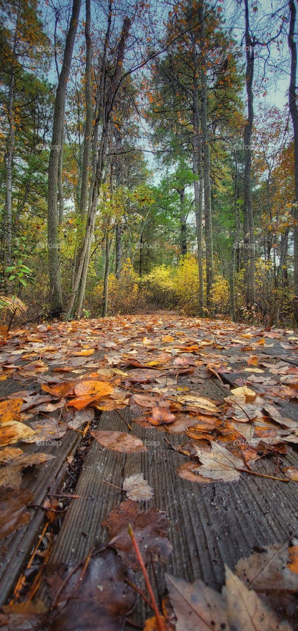 fall trails