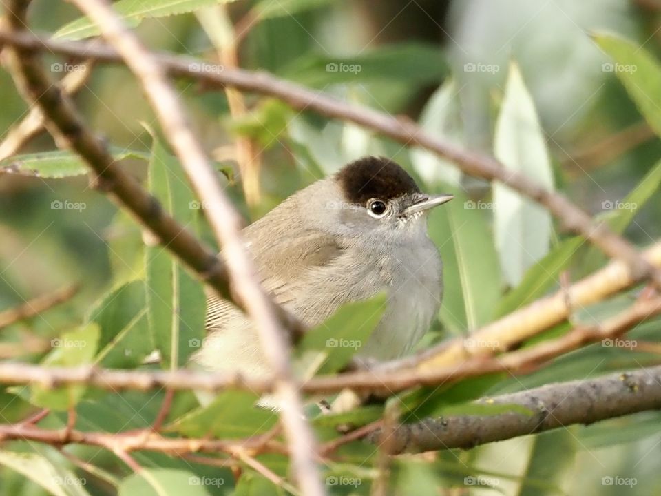 Blackcap