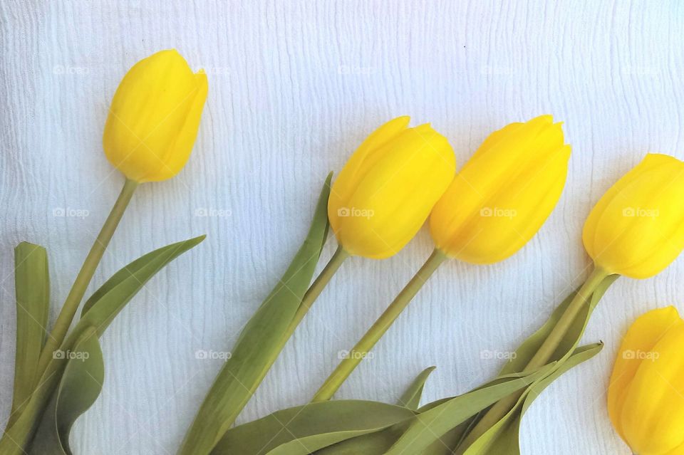 Yellow tulips