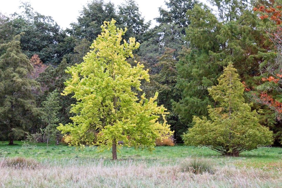 autumn tree in the park