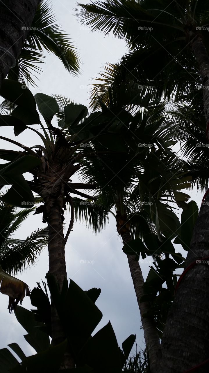 Up stretch the palm trees. vacation chill