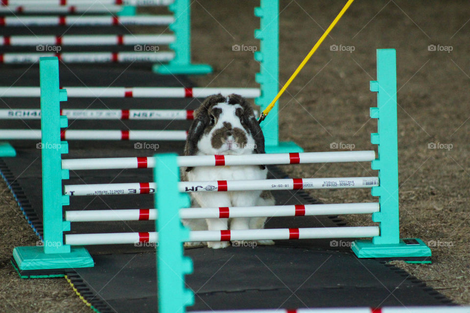 A mini lop approaches a high jump