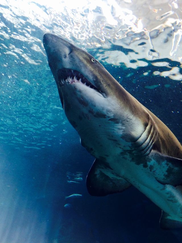 Shark