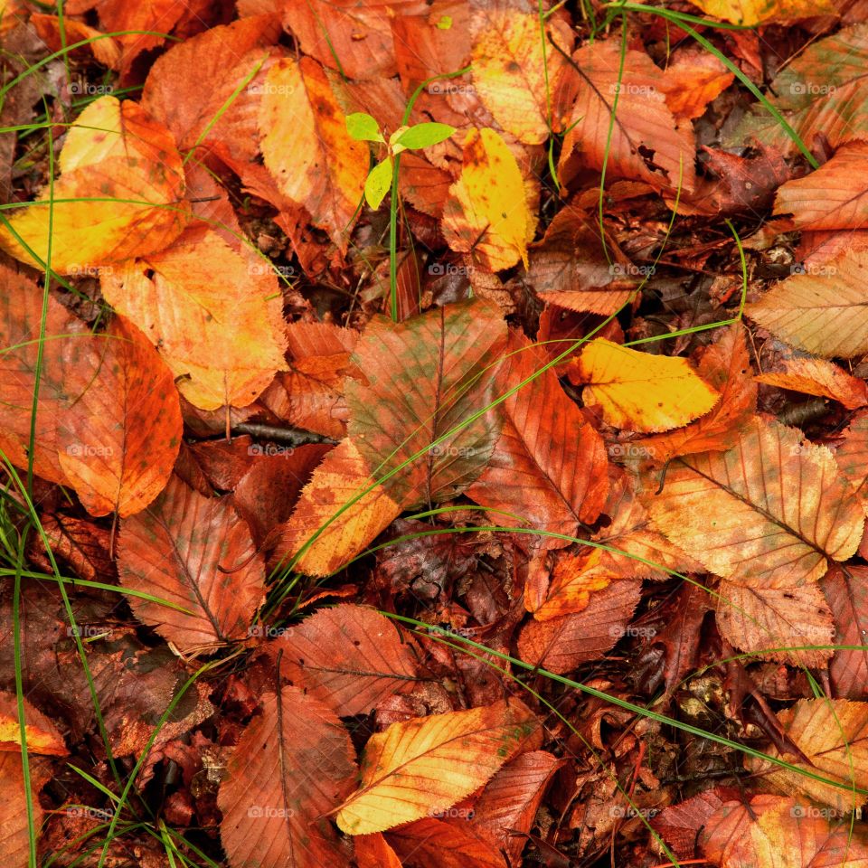 Fall leaves 