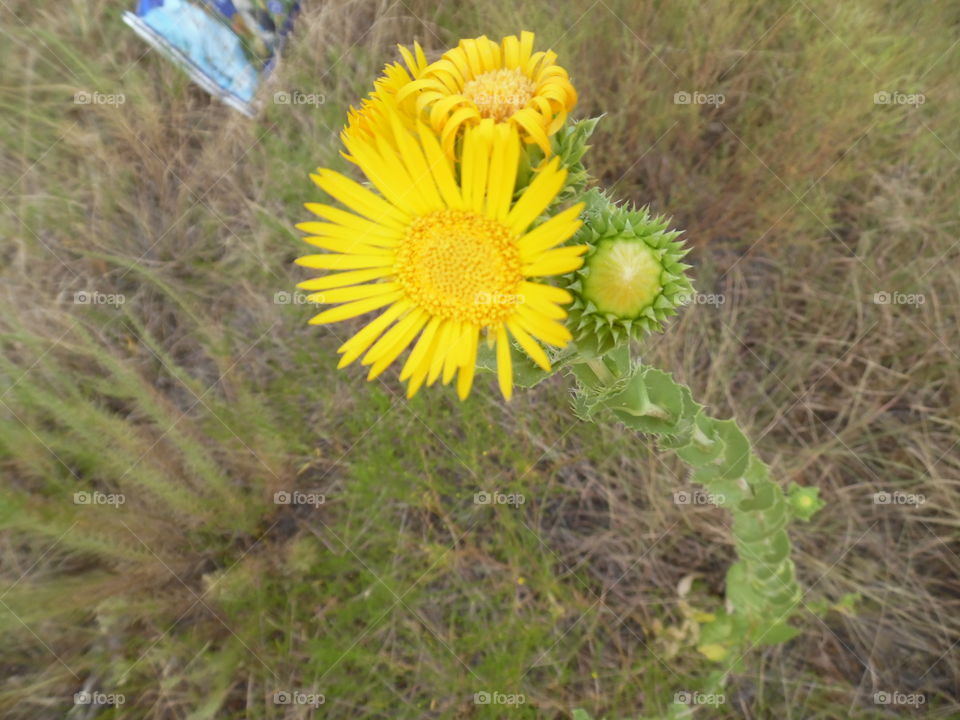 duplicate photo 📷. This is another picture of a sunflower 🌻. 👣 🚶 🏃 🔥 💨