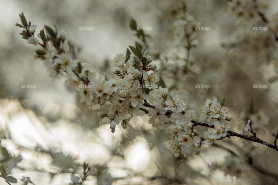 Cherry tree blossom, macro, soft focus