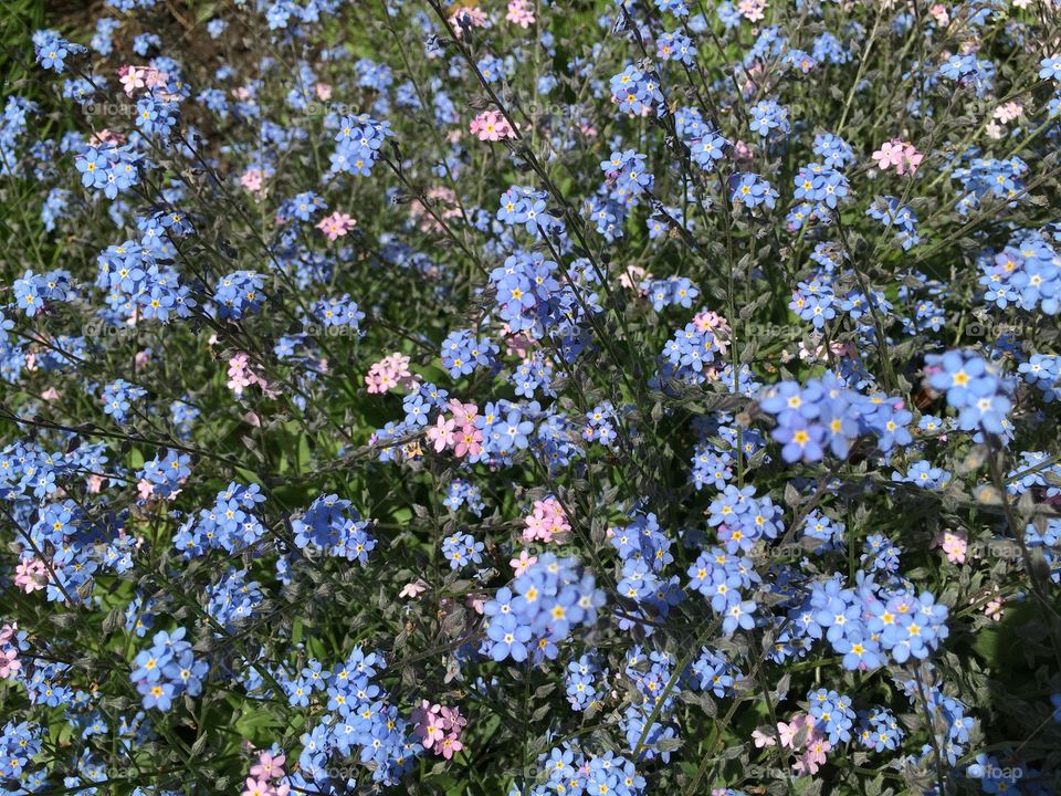 Field of bright flowers