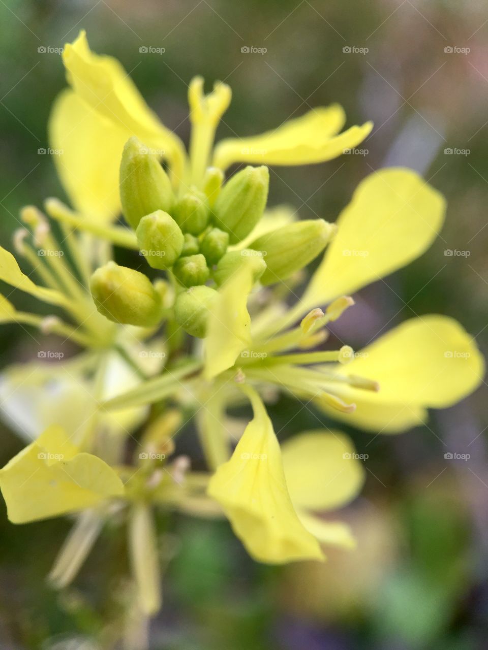 Mustard. Wild Flowers. Macro 