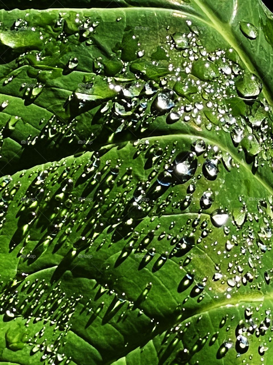 Green leaf with water drops 