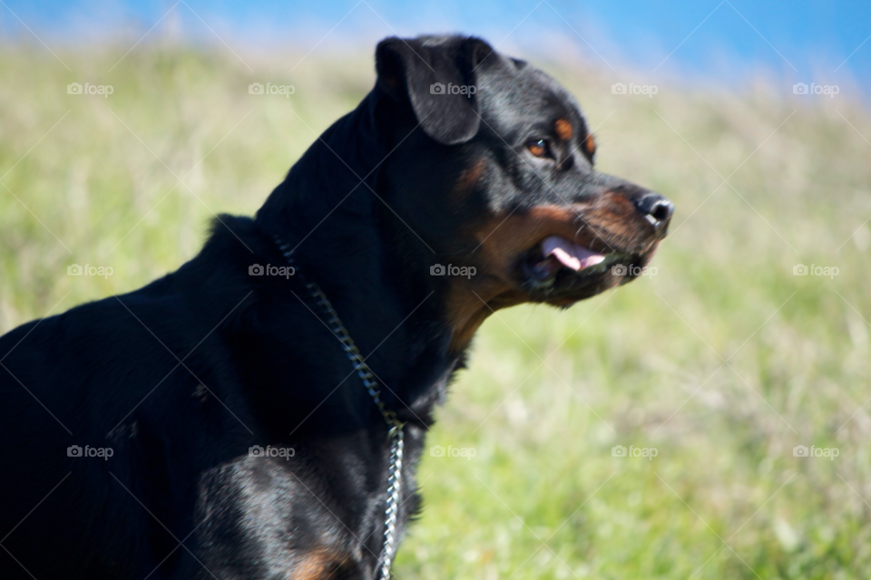 dog pet rottweiler hound by JoeyWatt