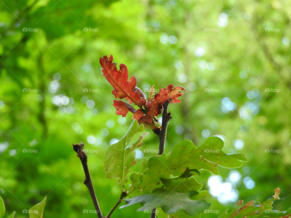 Sommer Baum „Rotes Blatt“