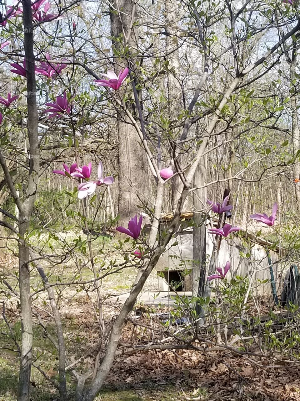 Easter eggs hidden in a magnolia tree