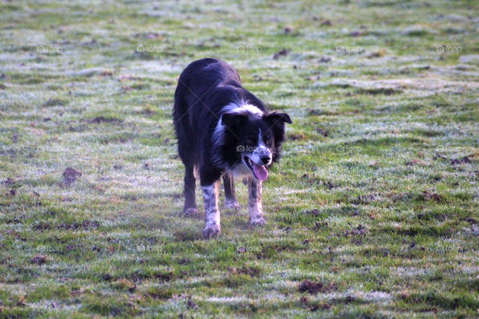 Border Collie Working Pose