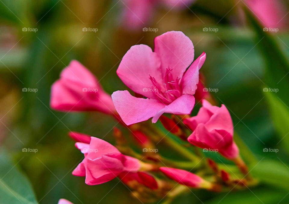 Floral photography - Nerium oleander