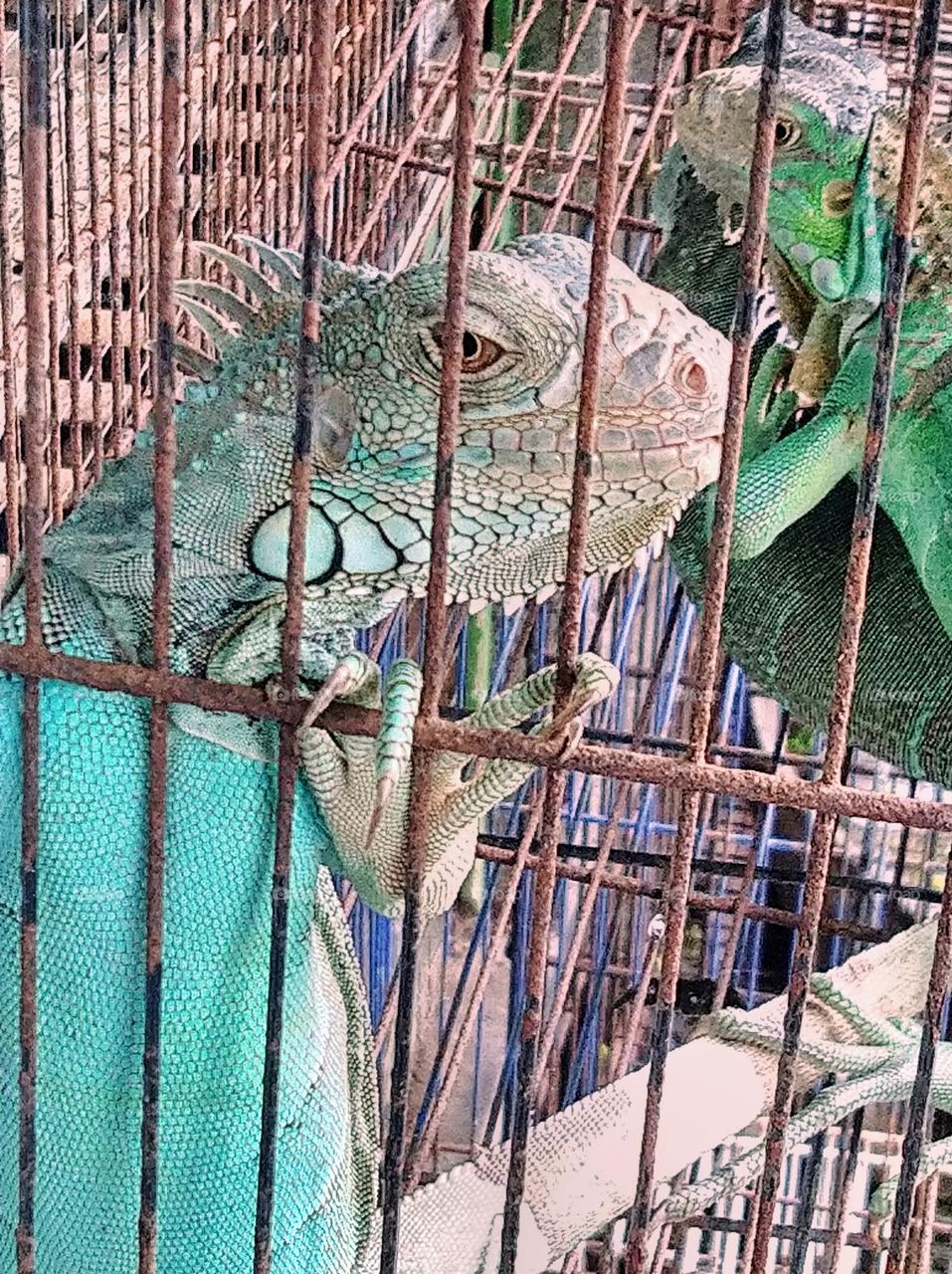 Several iguanas in an iron cage