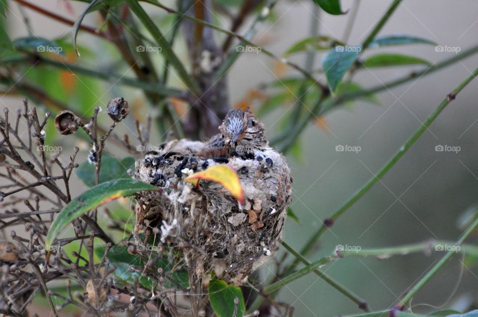 Hummingbird chicks