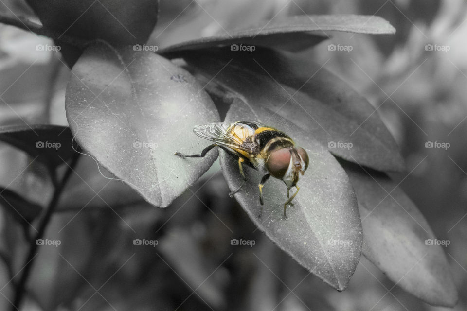 Bee looking Fly