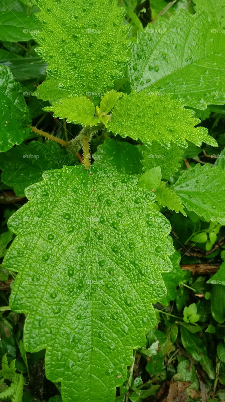 FOLHA NATUREZA Urtigão (Urera baccifera)