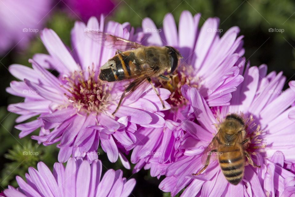 Bees on Autumn Asters