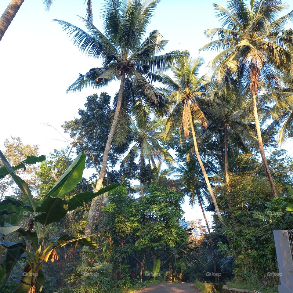 Rural highway overgrown with coconut trees