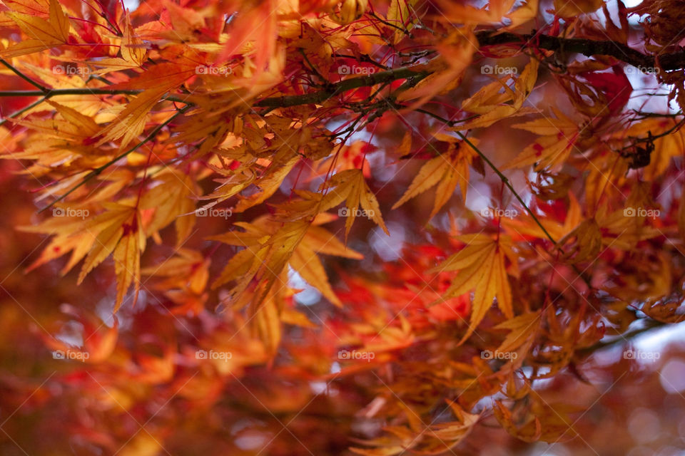 color leaf autumn hungary by ndia