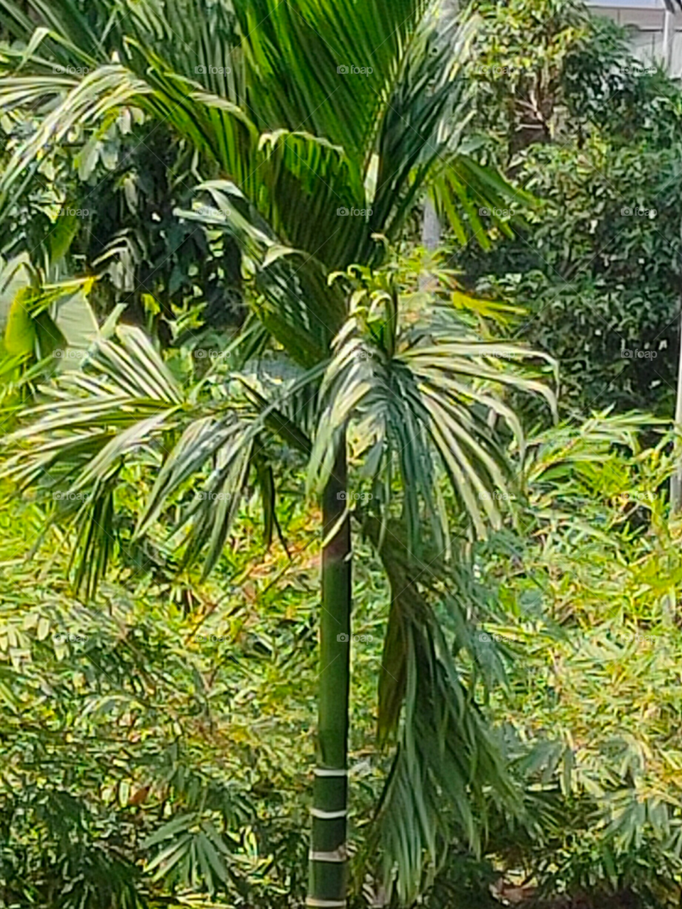 Areca catechu is a species of palm which grows in much of the tropical Pacific, Asia, and parts of East Africa.Chewing the mixture of areca nut and betel leaf constitutes an important and popular cultural activity in many South Asian countries.