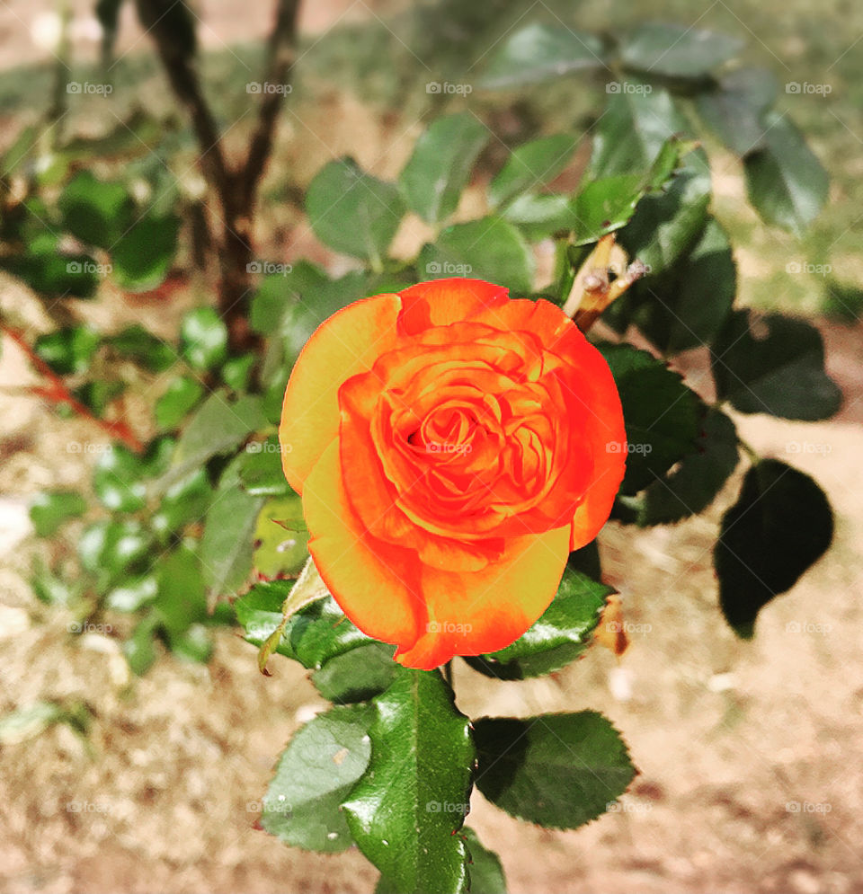 🌹 🇺🇸 Very beautiful flowers to brighten our day.  Live nature and its beauty. Did you like the delicate petals? / 🇧🇷 Flores muito bonitas para alegrar nosso dia. Viva a natureza e sua beleza. Gostaram das pétalas delicadas? 