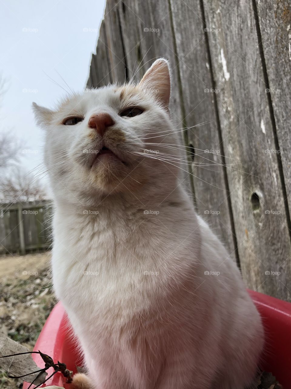 Cutie face on a nice winter day