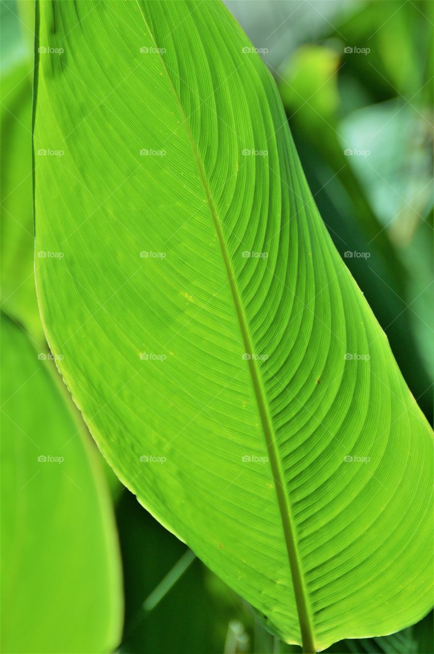 plant life, large green leaf plant growing in a pond.