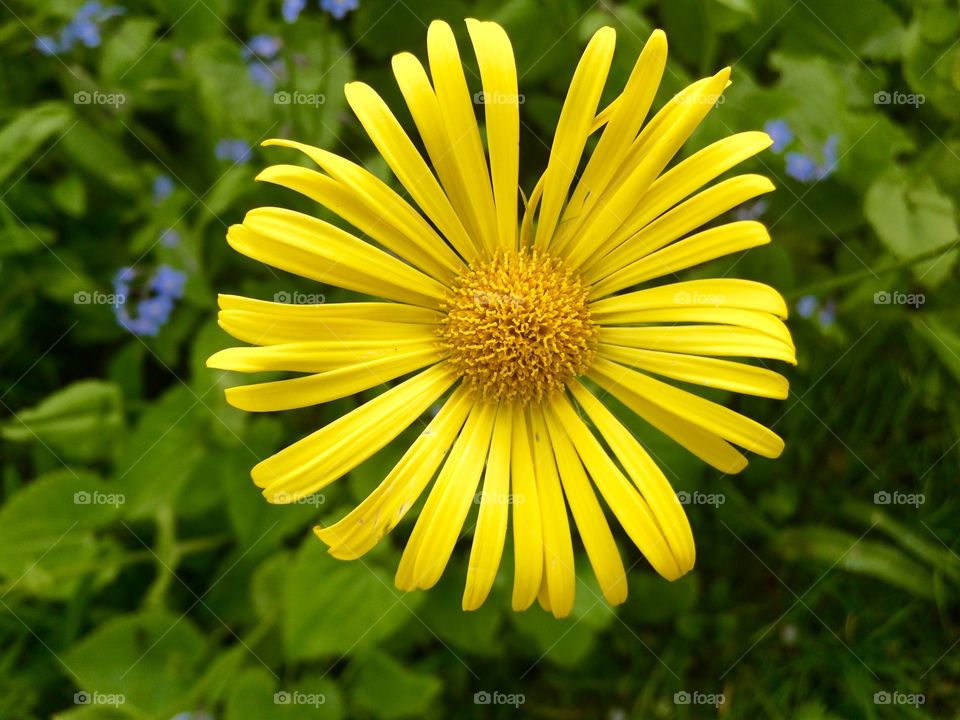 Yellow. Yellow stands out