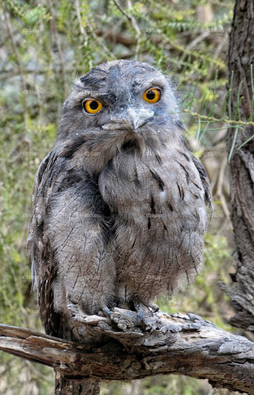 Tawny Frogmouth bird