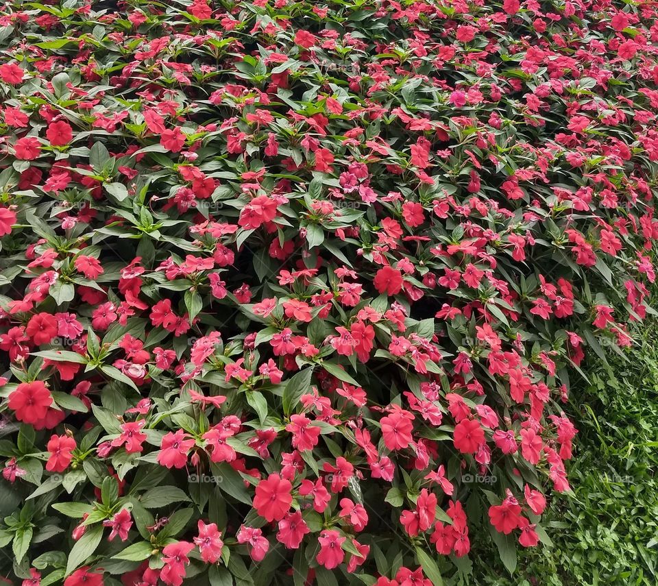 red Flowers