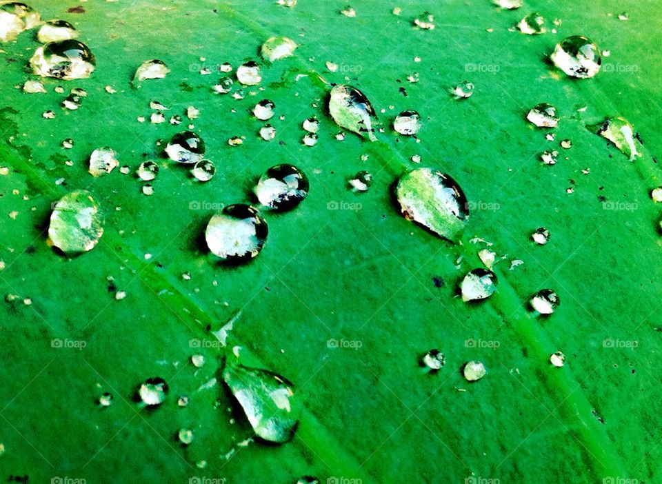 Drop of water on the lotus leaf