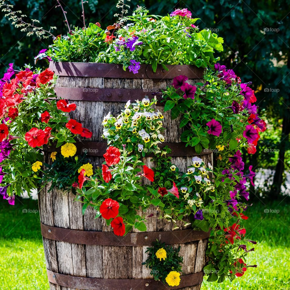 Old oak barrel full of flowers 