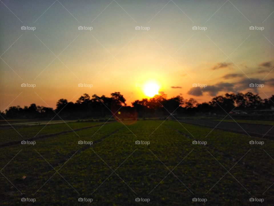 sunset in the rice field area