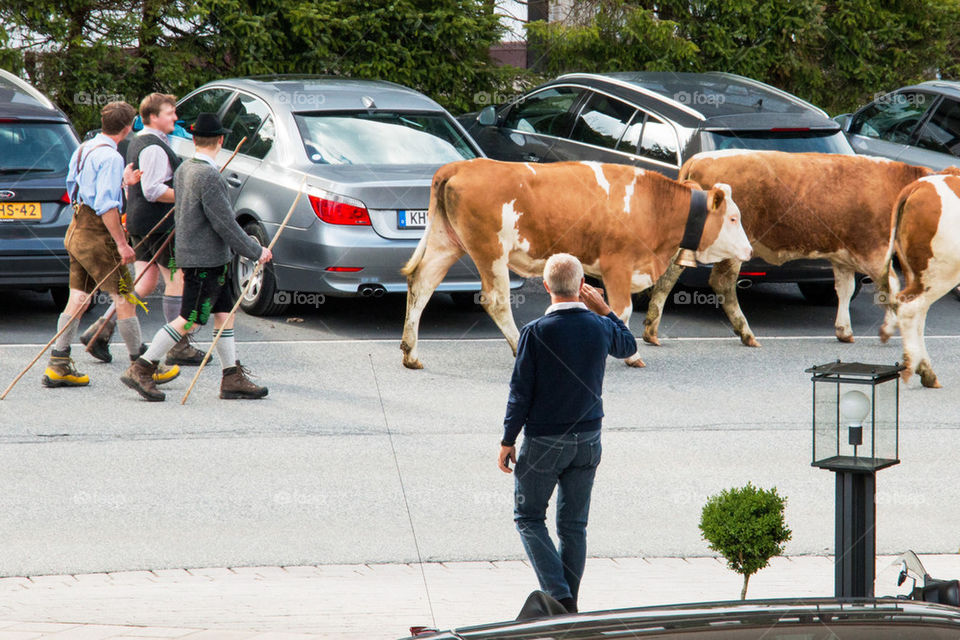 Cow parade 