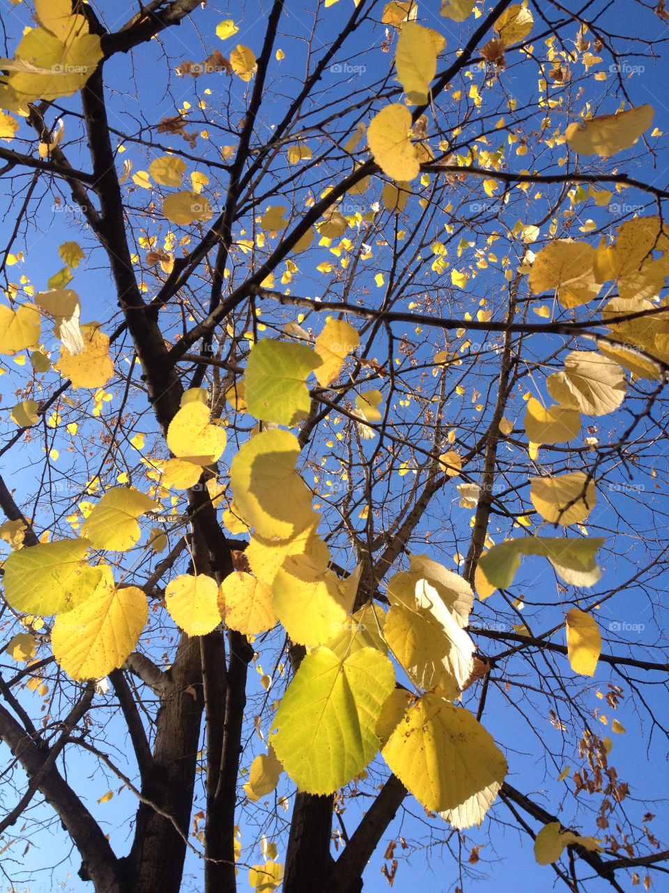 sky yellow tree autumn by daniellare