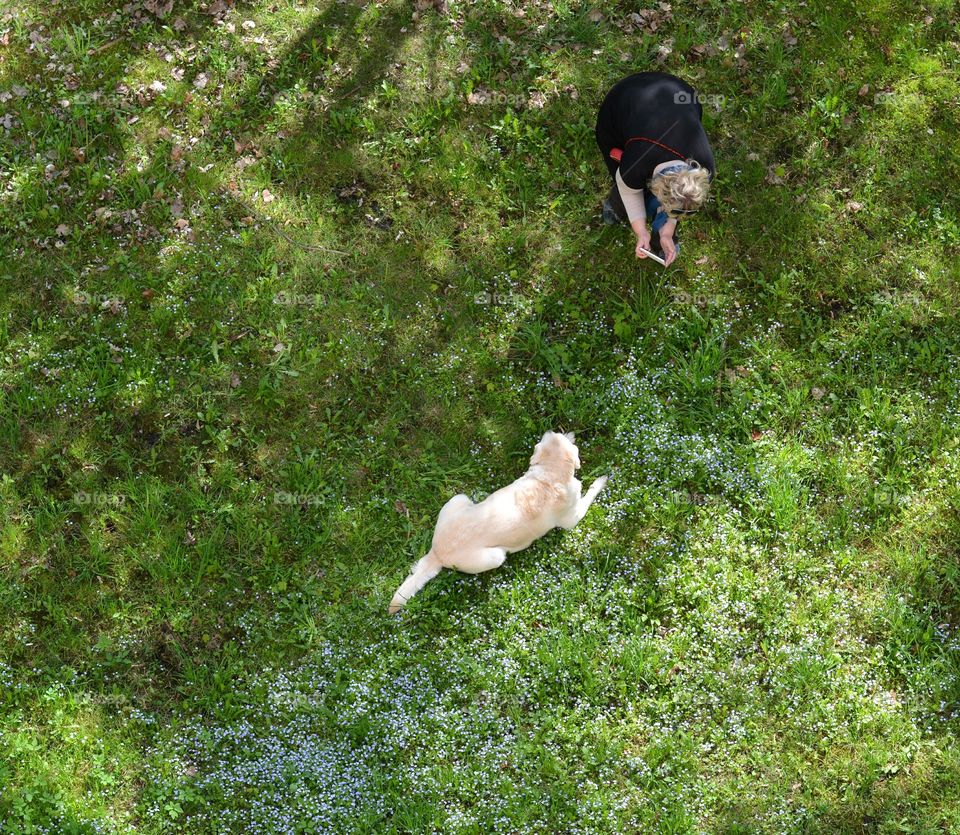 dog pet walk spring time top view