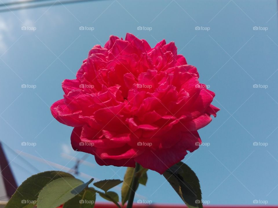 rose in macro shot