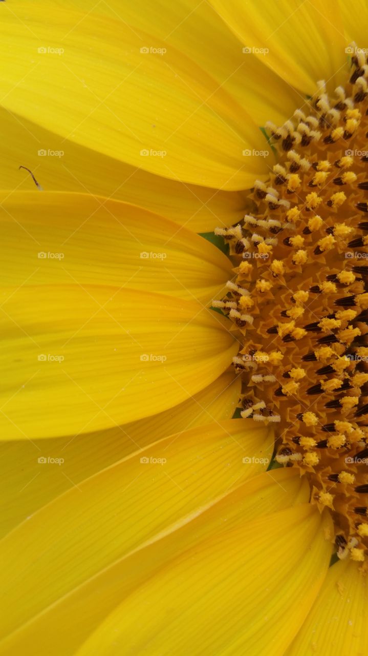 Nature, Sunflower, No Person, Pollen, Flower