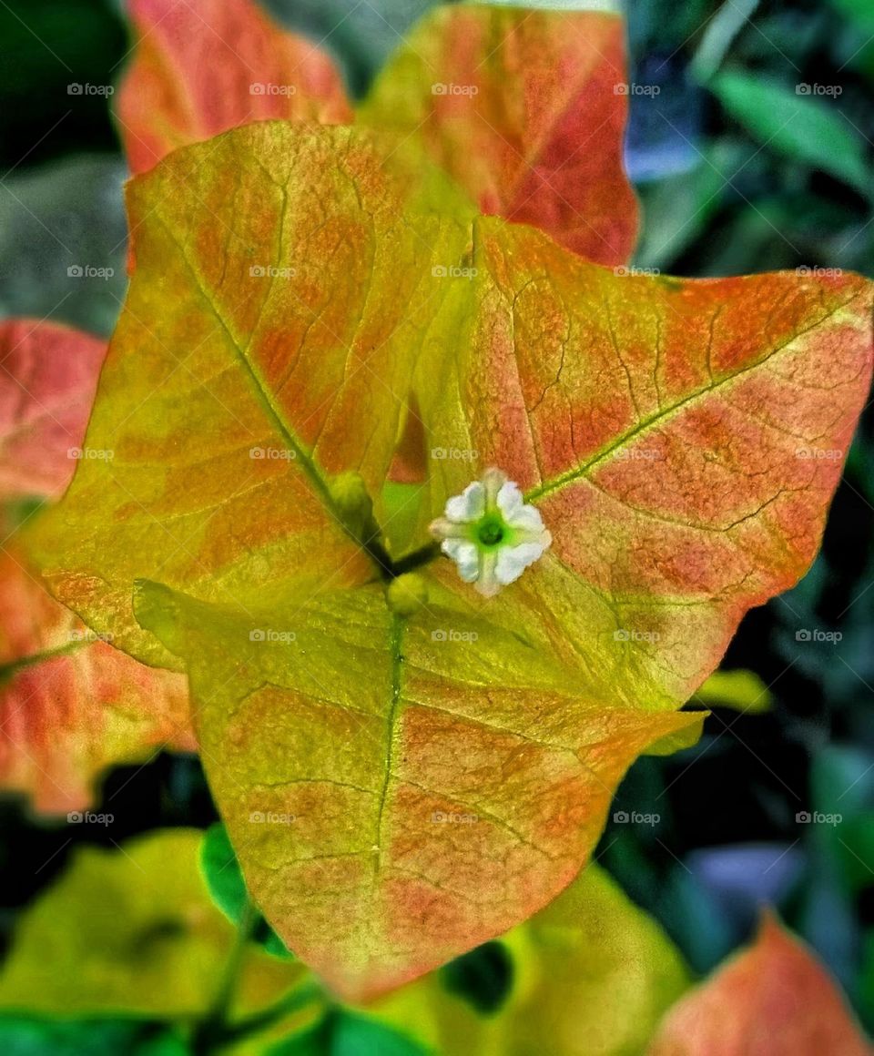 autumn flower photo