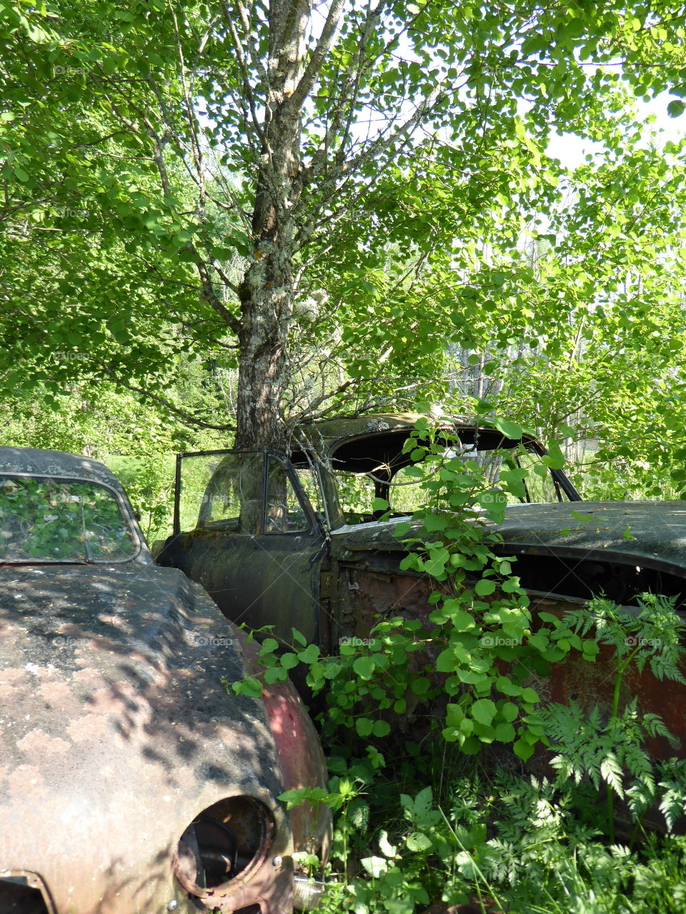 Car and tree