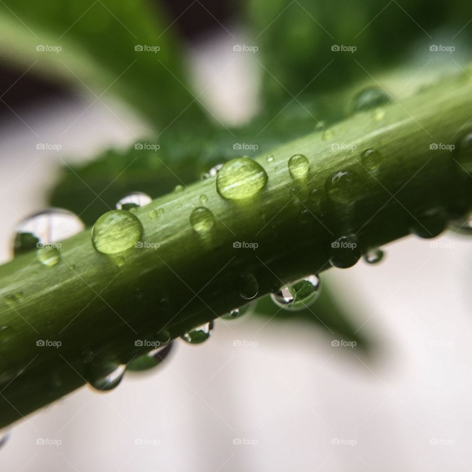 Rain, Drop, Dew, Droplet, Dof