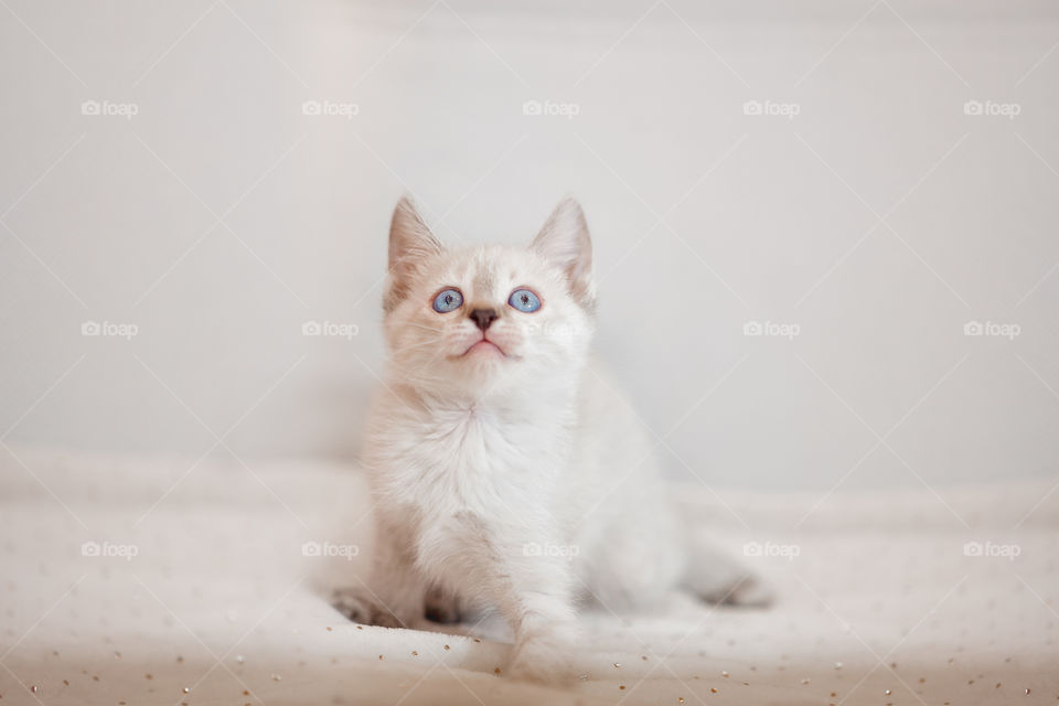 Little Tibet color-point kitten playing