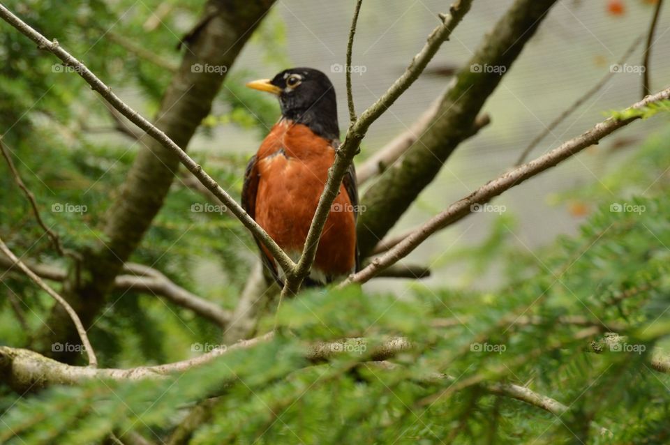 Rockin' robin. 🎶🎶🎶