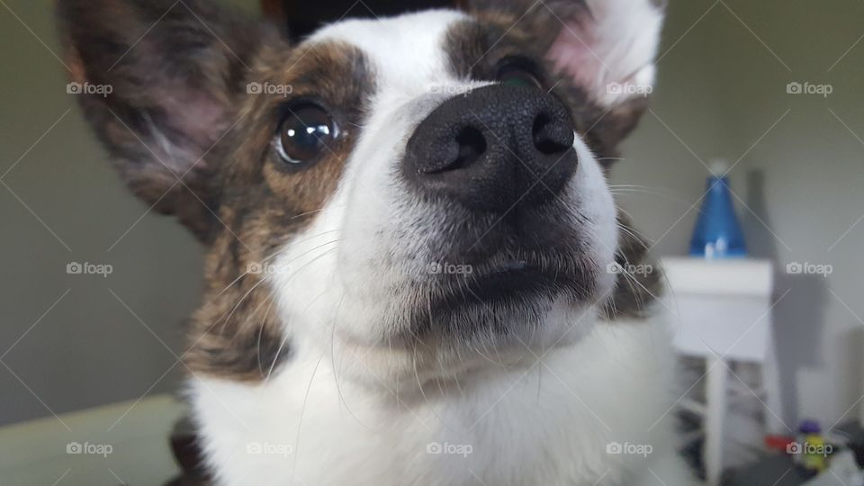 A close up of a brown and white corgi dog's face.
