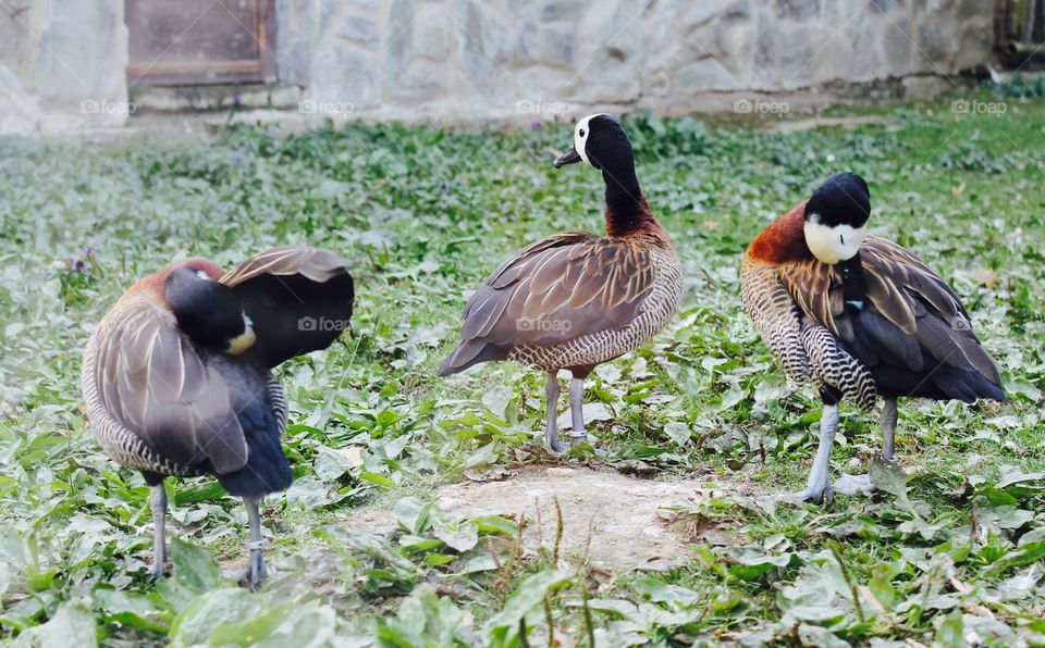 Funny birds in zoo